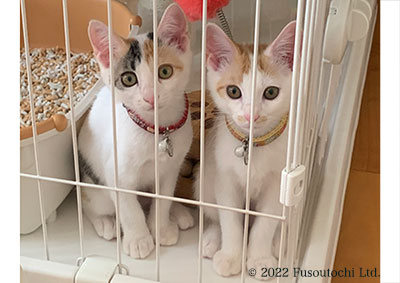 ２０２２年愛知県動物愛護センター尾張支所から来て１３日目の姉妹保護猫たち